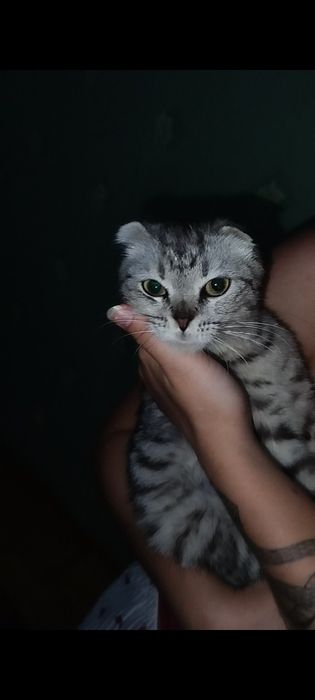 Продам Скотиш-фолд