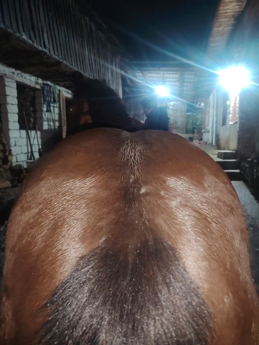 Vând cal 5 ani cuminte