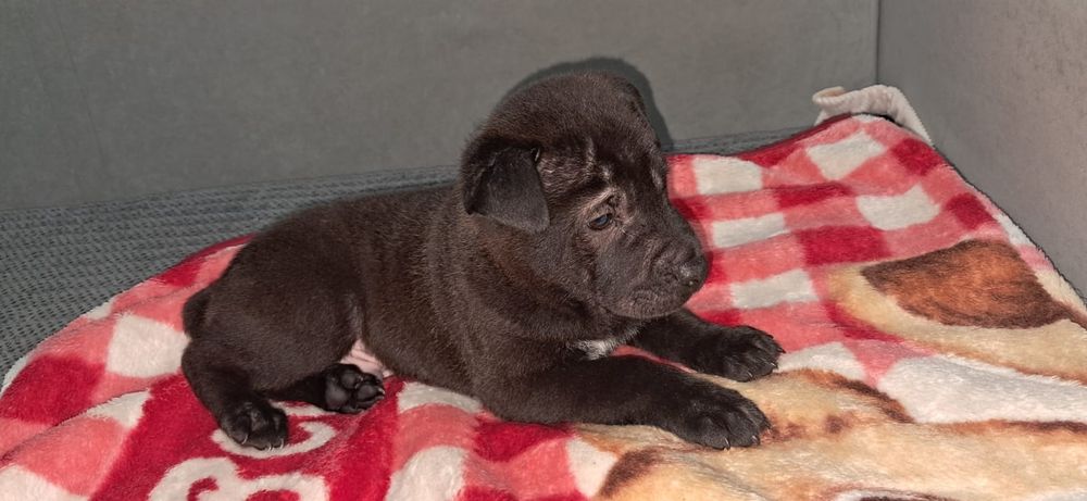 Продаю щенков Породы Шарпей