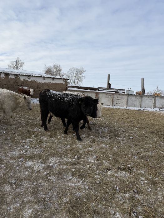 Продается крс ангус аулиеколь