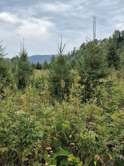 Питомник от ДЕДА предлогаеь: посадочный  материал. Ель сибирская