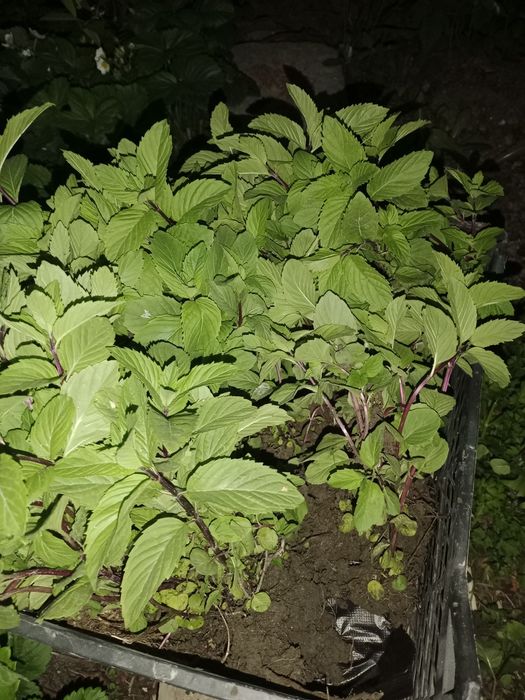 Мята  душистая быстро разрастающая