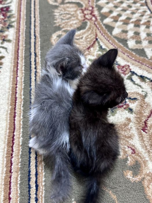 Отдаем котят самцы.