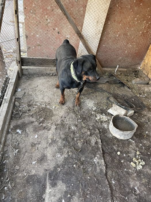 Продается собака Ротвейлер