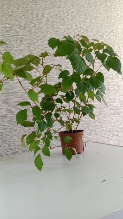 Комнатные вьющиеся растения