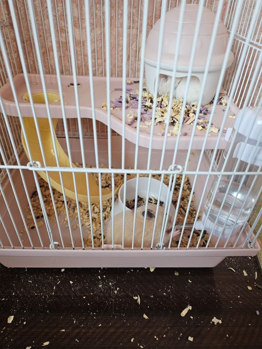 Хомяки сирийские