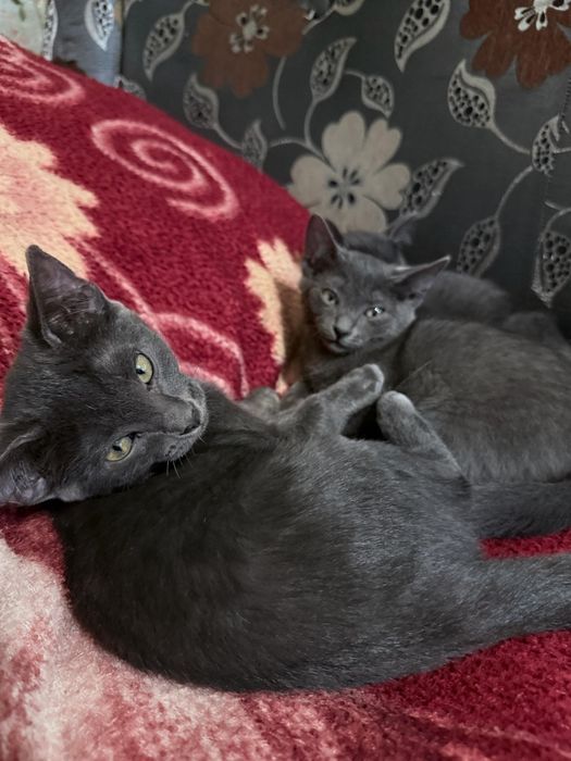 Отдам котят 2 месяца