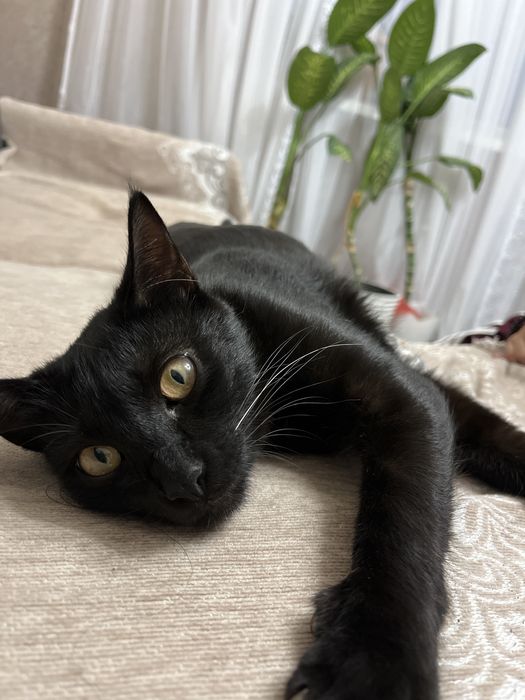 Отдам кошку в хорошие руки