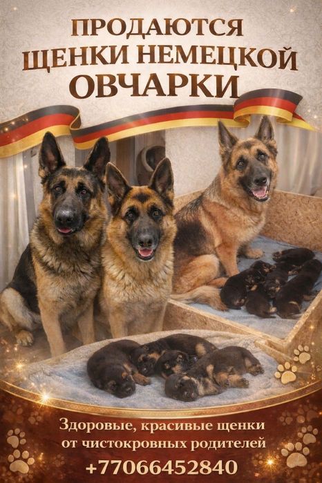 Продам щенков немецкой овчарки