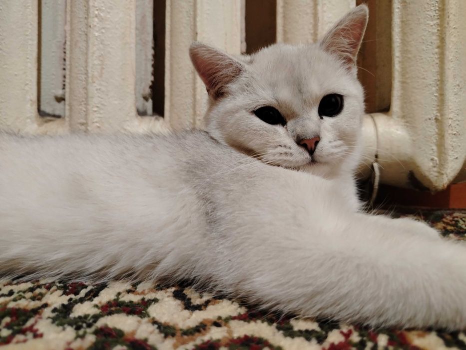 Красивый кот/Британский шиншилл