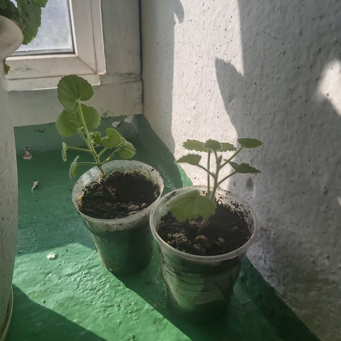 Продам зональную герань