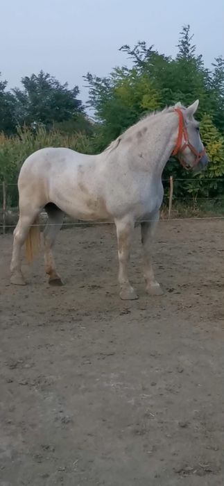 Iapă grea de vînzare