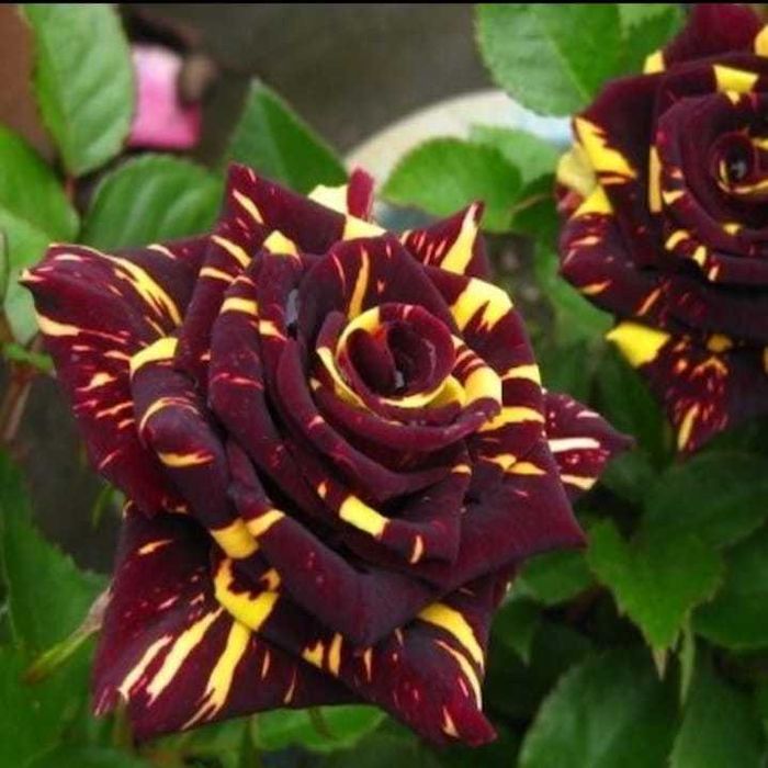 Butasi trandafiri altoiti.