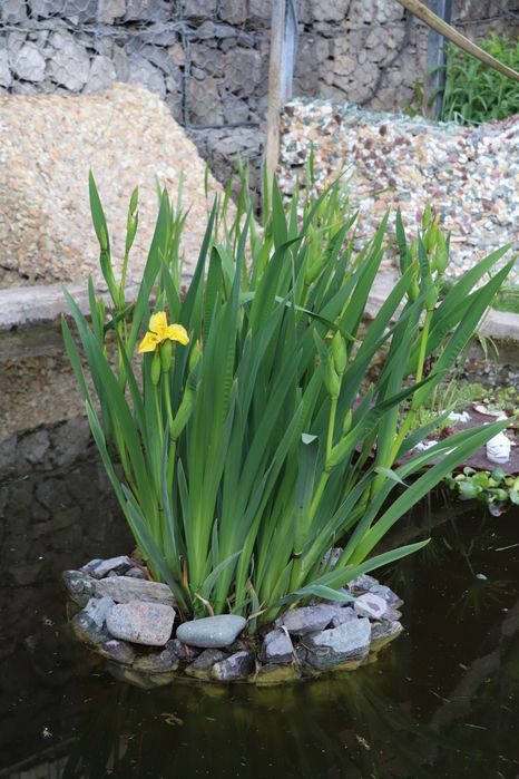 Продаю прудовые растения