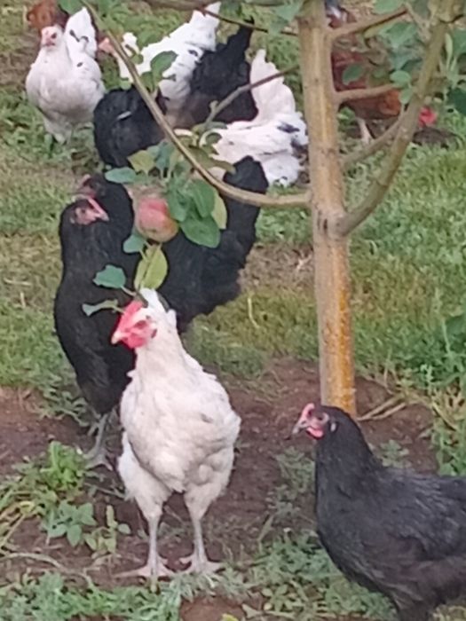 Үйдің тауықтарын сатам