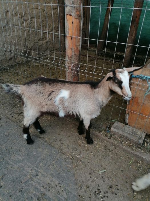 Vând țap si ieduțe