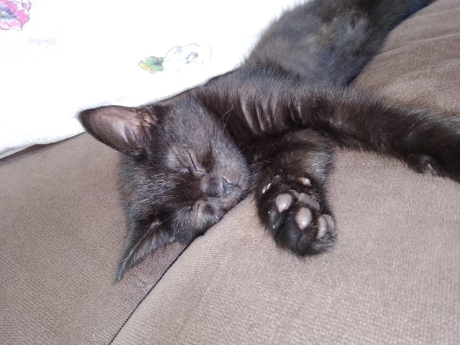 Котёнок ищет хорошего хозяина