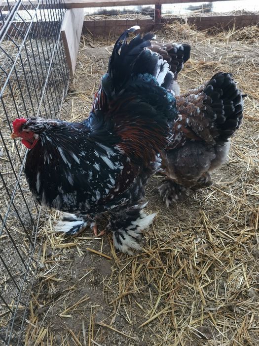 Vând ouă brahma porțelan și brahma izabel