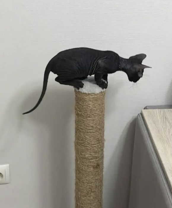 Отдам в добрые руки сфинкс донской (мальчик)