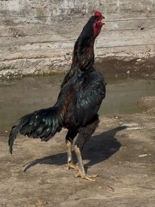 Продается бойцовый петух