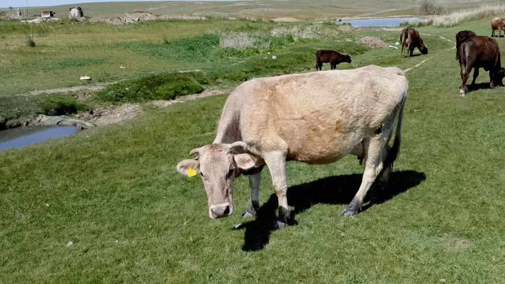 Продам дойных коров и бычки