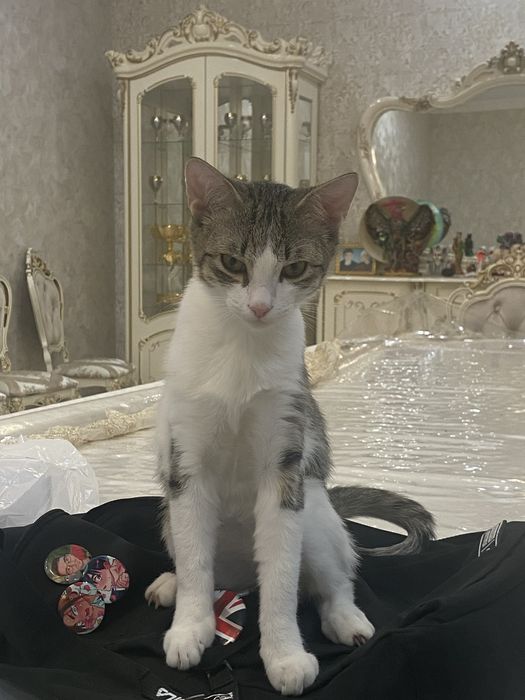 Пропал Кот!!! вознаграждение