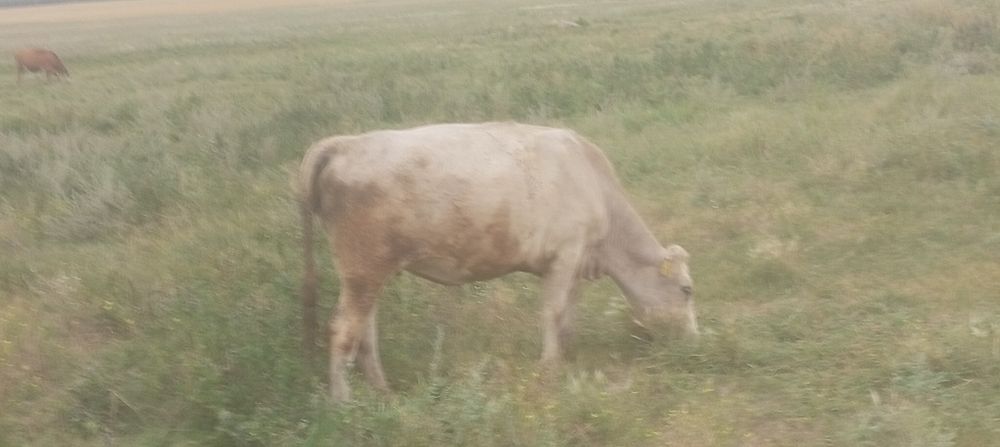 Продам тёлок возраст 2.года.