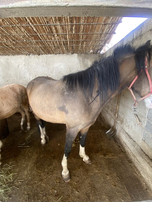 Бие құлынды линия бар