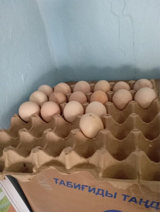 дакан жумырткалары