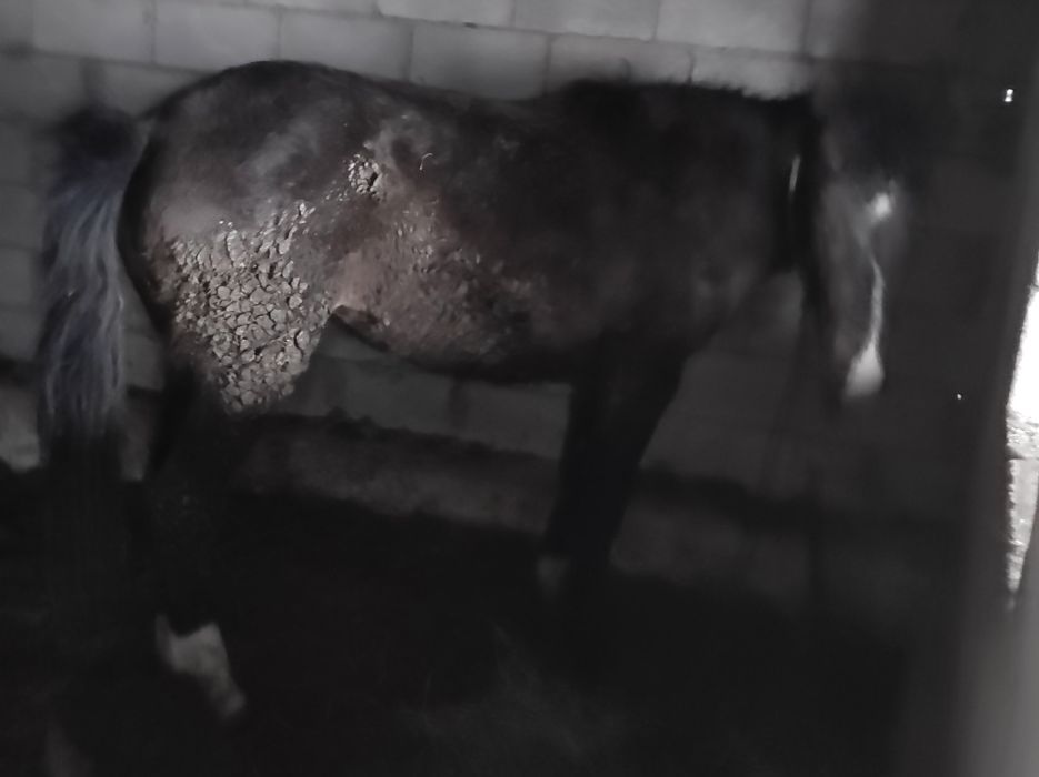 Продам кобылу 2жас