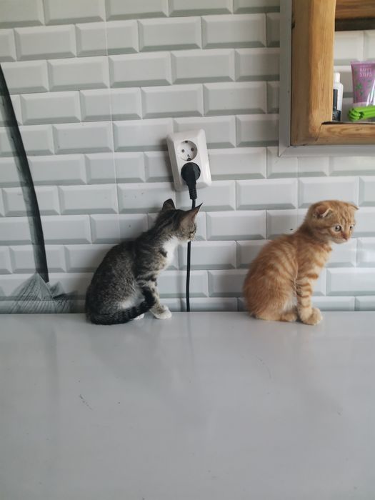 Отдам котят в добрые руки