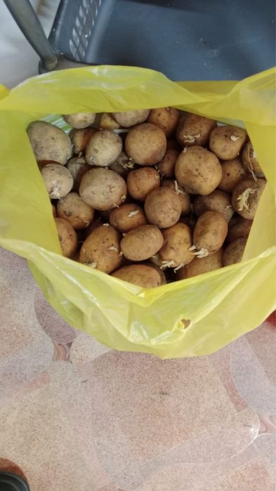 Семенная картошка