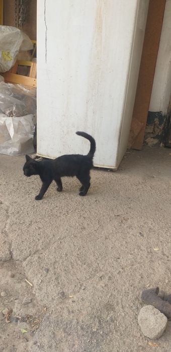 Отдам котят даром