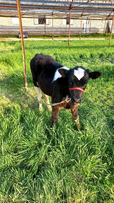 Бузок новос сотилади