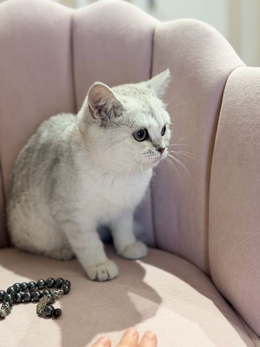 Котята серебро шиншилла
