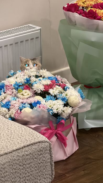 Кошке полтора года