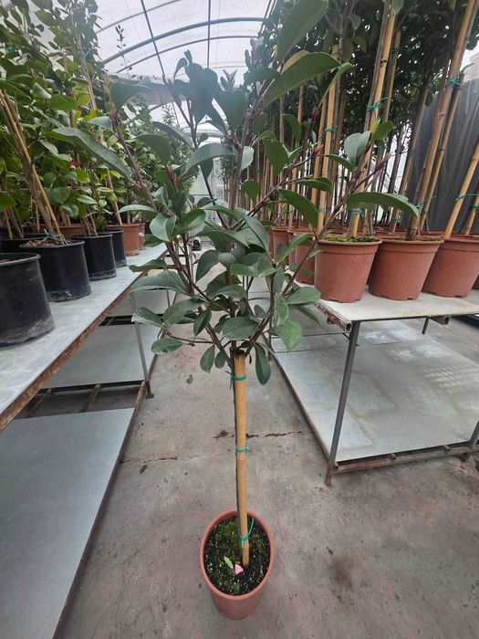 Фотиния (Photinia) – декоративна вечнозелена щамба