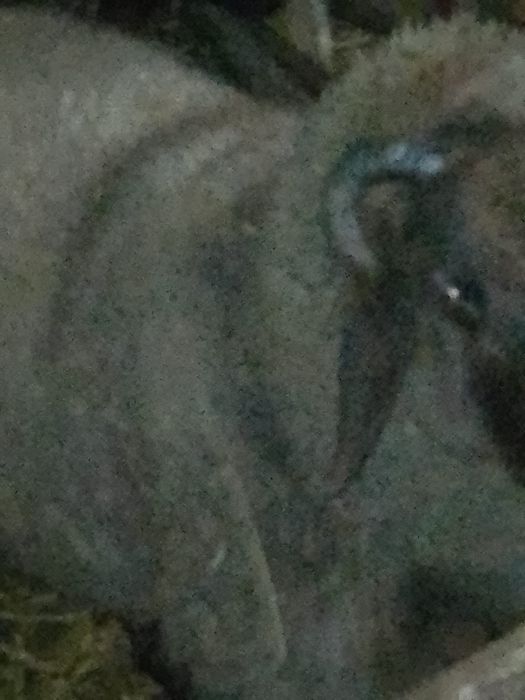 Vand carlan si oaie stearpa