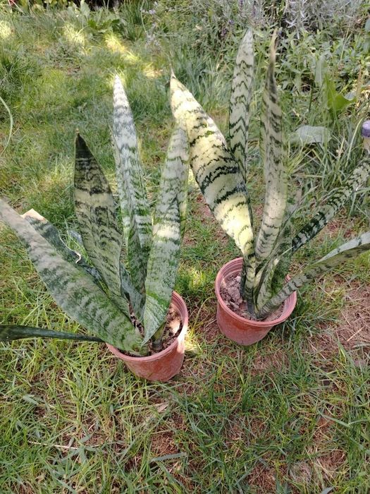 Сансевиерия (Sansevieria) — 30 см