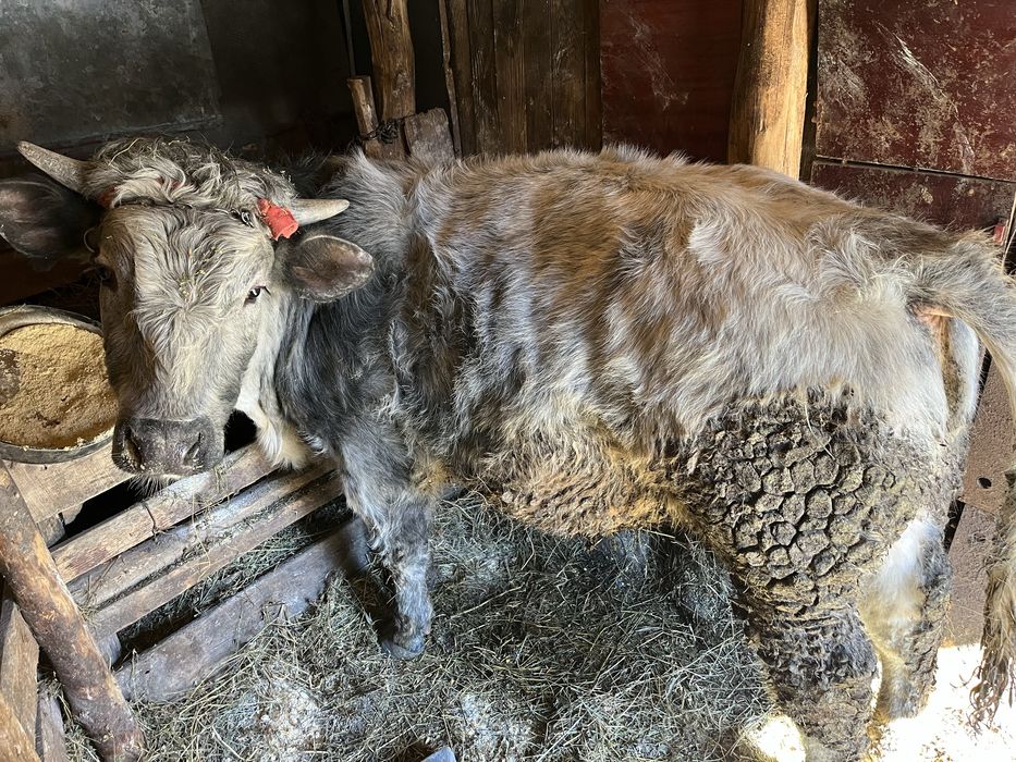 2 Viței de vanzare. 1 belgian 1 românesc