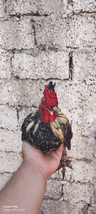 Yapon horozlari sotiladi