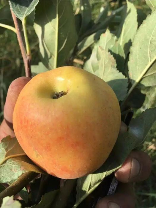 ОЛМА Кучатларини 14 хил сорти бор сортига падвойига кафолат берамиз