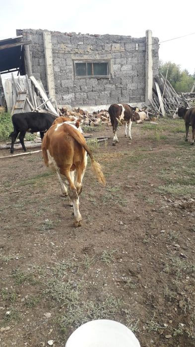 Продам телят срочно