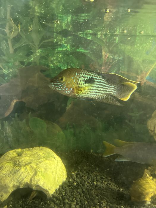 Продам рыбок символически