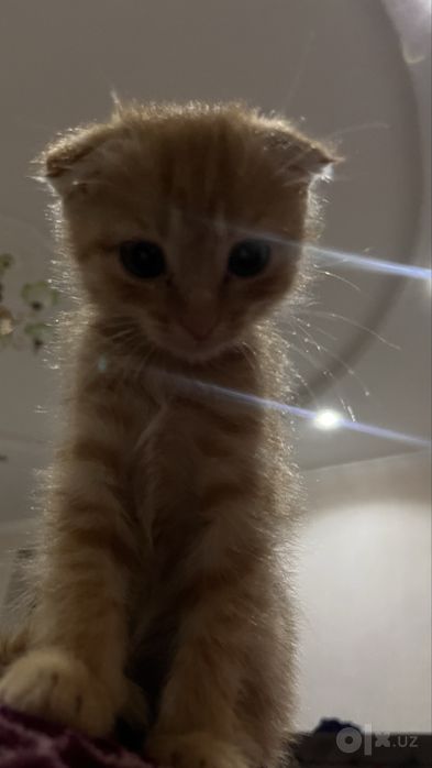 Котик вислоухая шотладская