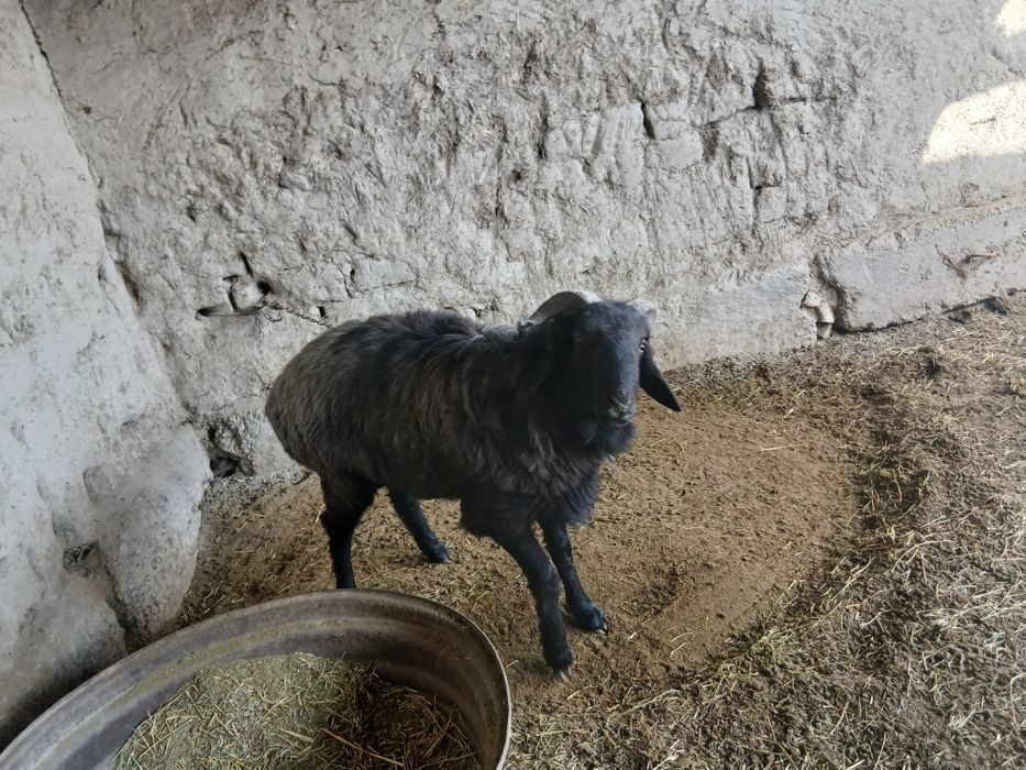 Qo'chqor bor sotiladi