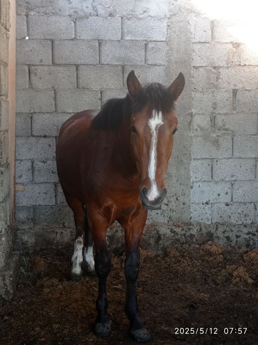 Лошадь на откорме 6 месяцев