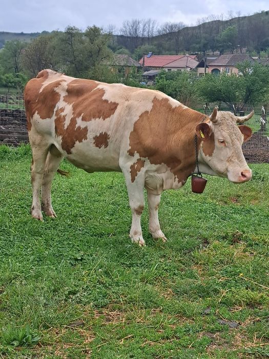 Vând vaca baltata