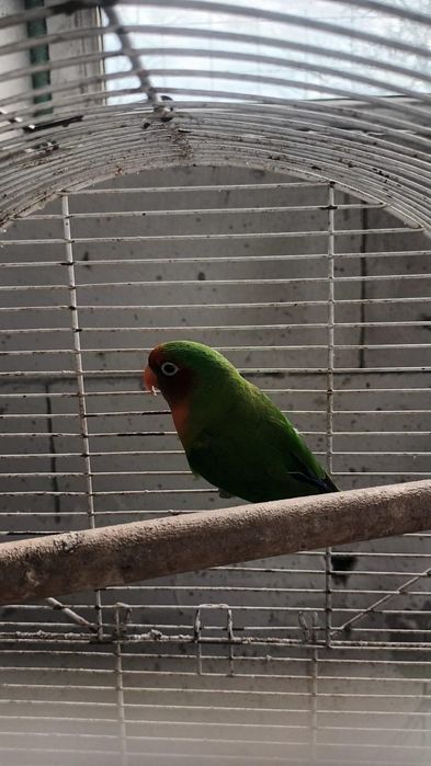Papagali agaponis