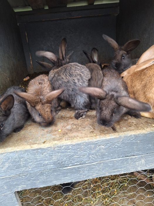 Vând iepuri metis german
